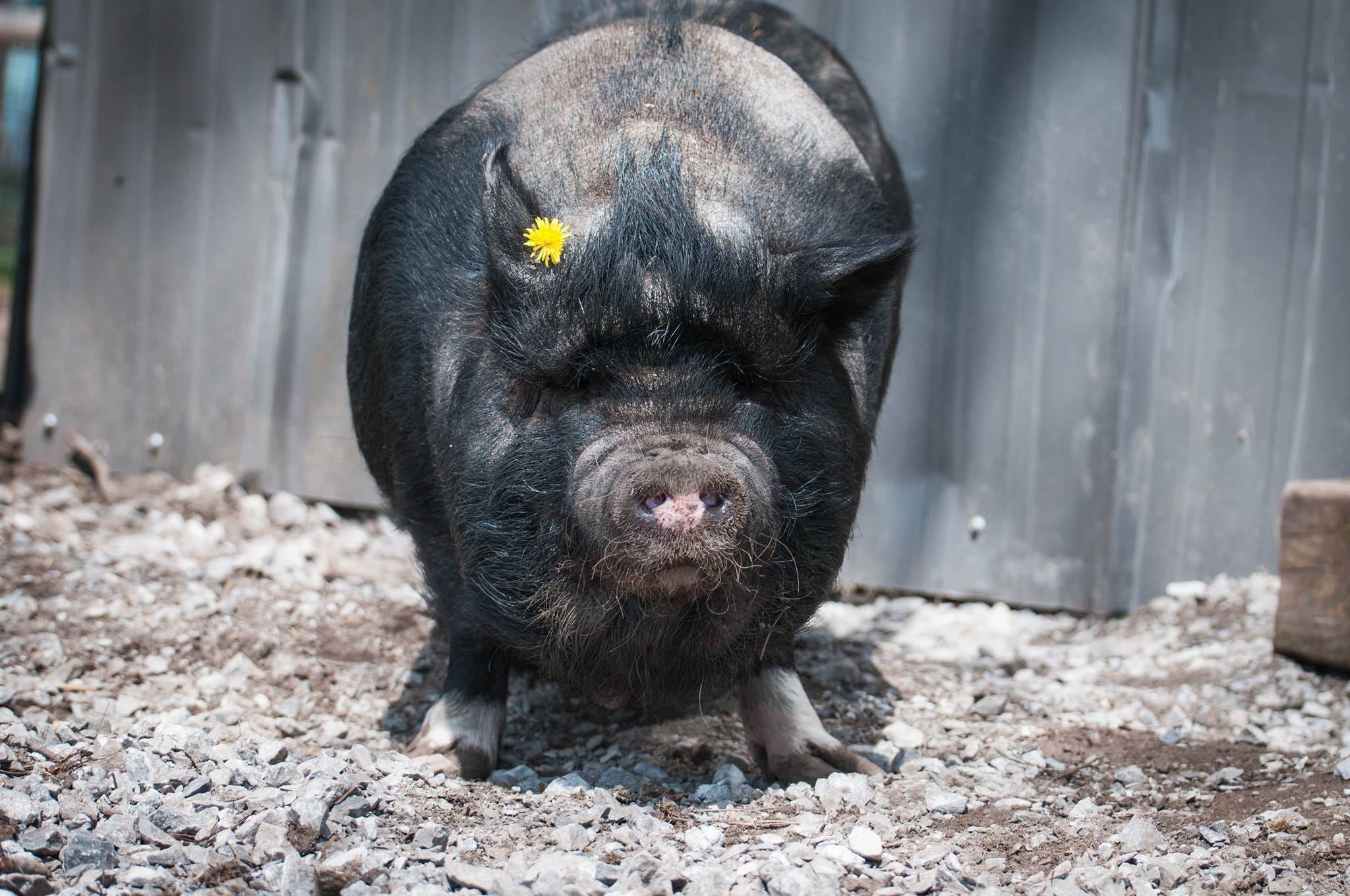 raising pot belly pigs for meat