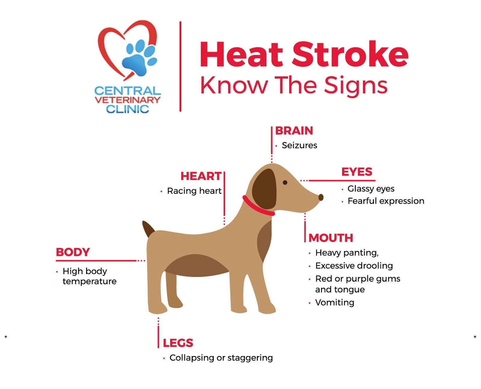 What Are The Signs That Your Dog Is Going Into Heat 2025 www