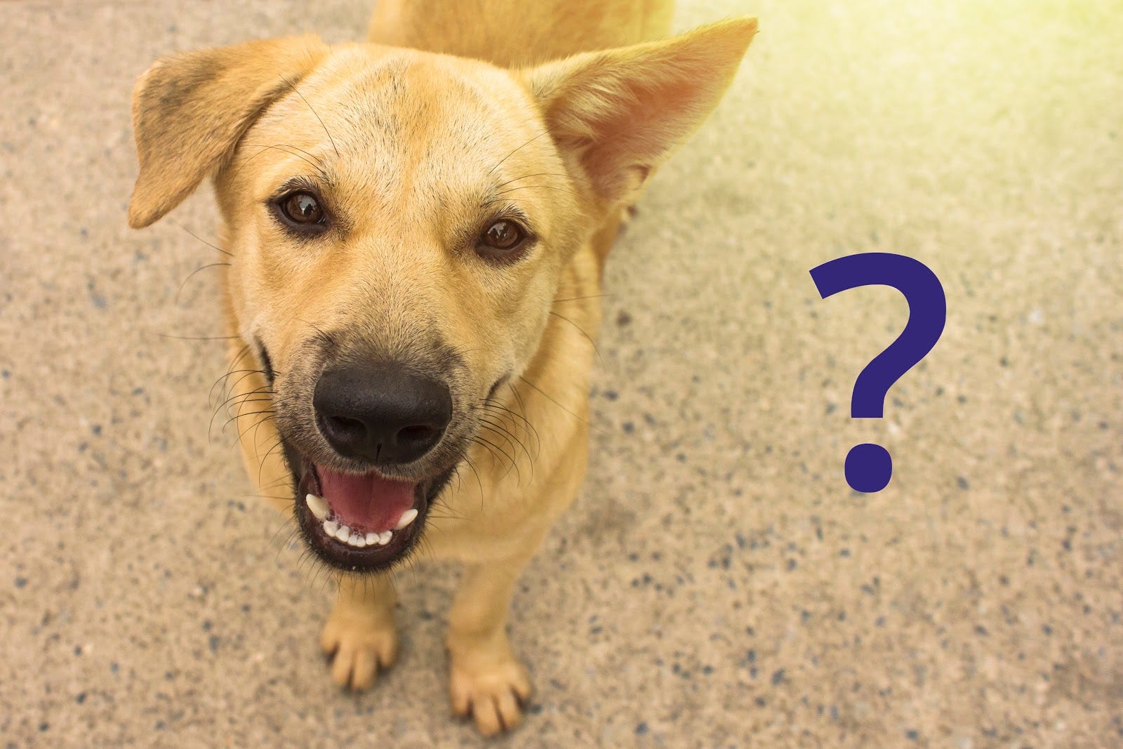 Pet Boarding | Dog Boarding - Ketchikan AK