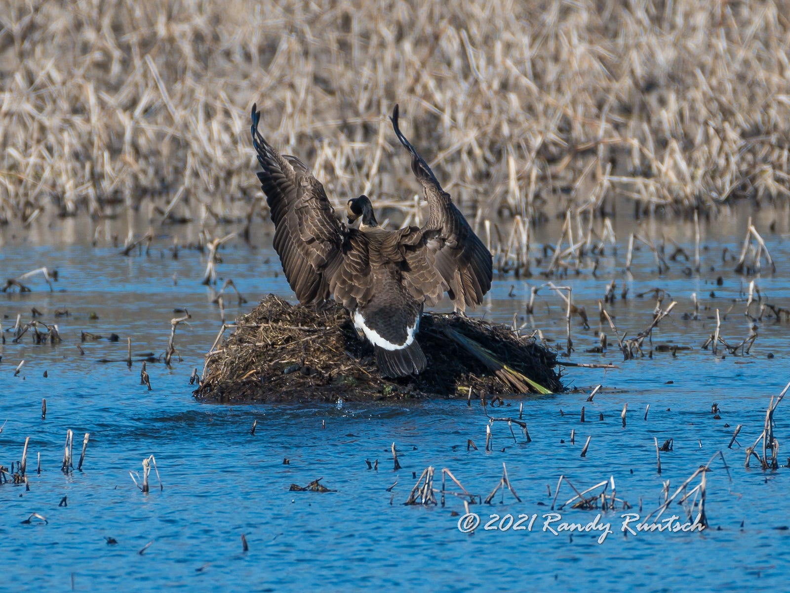Canada goose lands on a muskrat push-up.