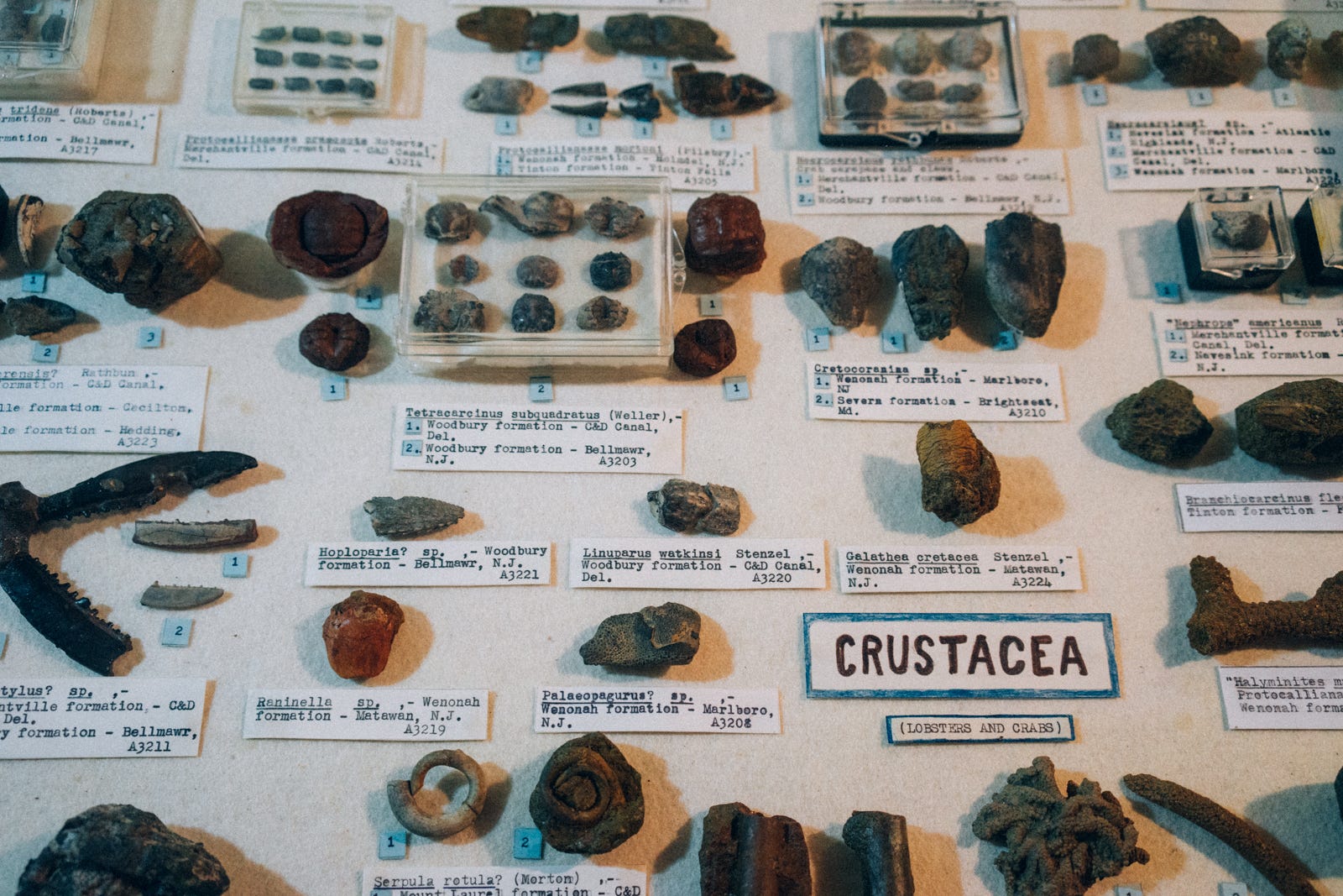 You Can Find Dinosaurs In Your Backyard By Denny Luan Experiment Medium You Can Find Dinosaurs In Your Backyard By Denny Luan Experiment Medium