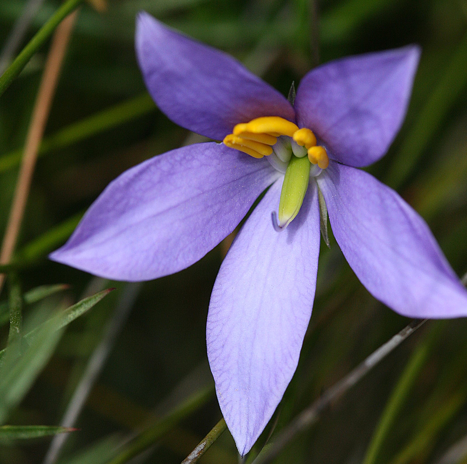 25 Beautiful Australian Wildflowers by R. Philip Bouchard The Philipendium Medium