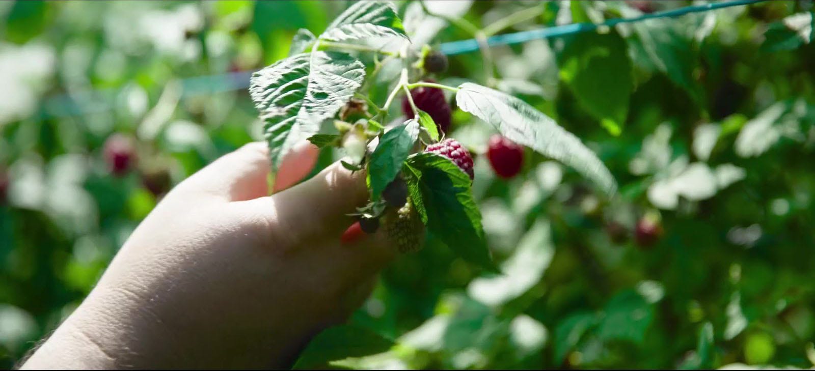 Pioneering the Production of Raspberries by USAID U.S. Agency for