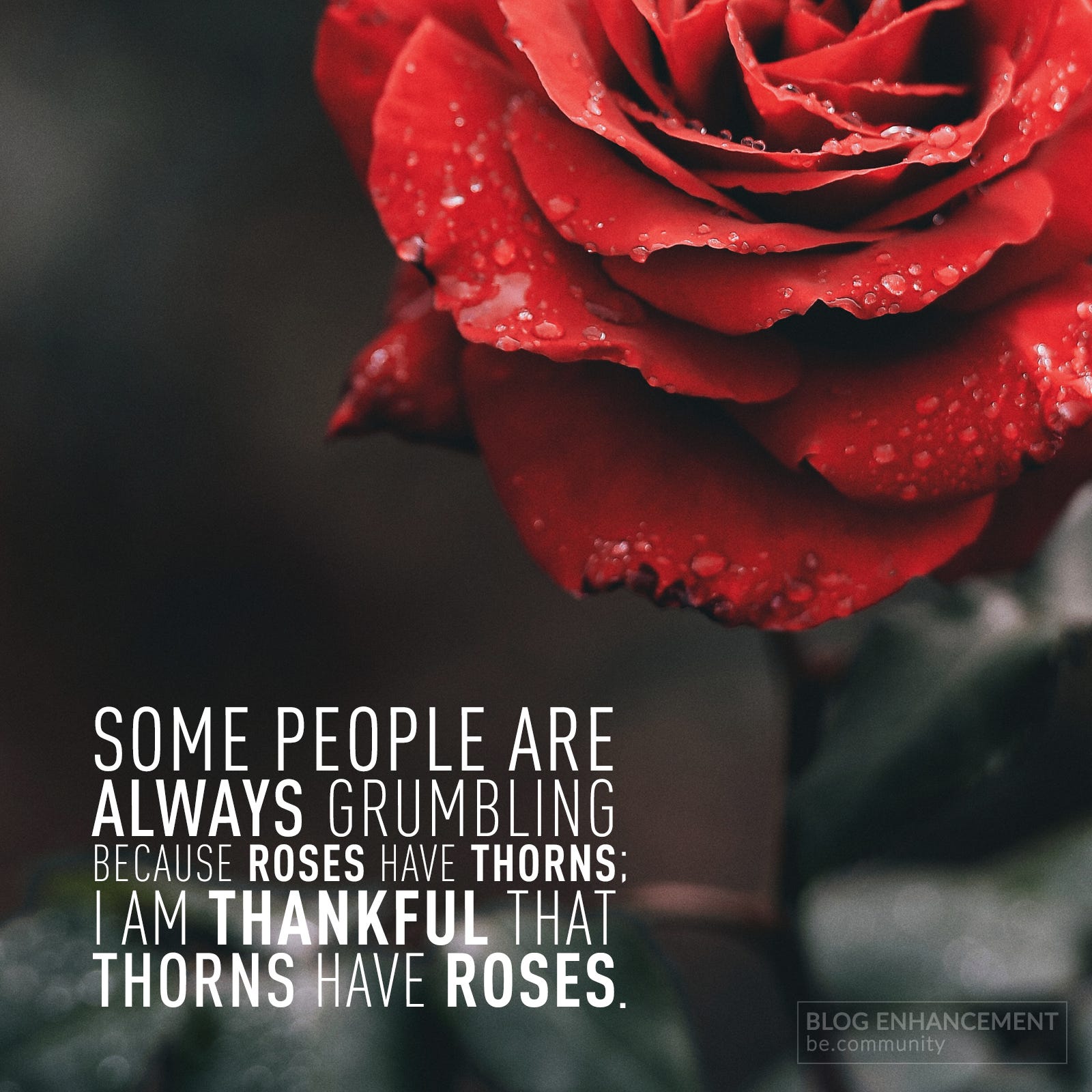 Some People Are Always Grumbling Because Roses Have Thorns; I am