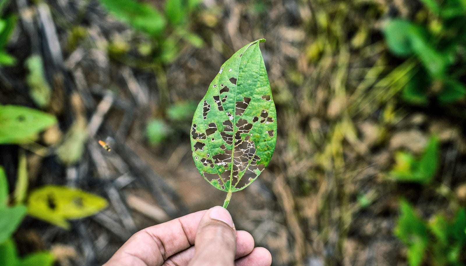 Creating an AI app that detects diseases in plants using Facebook's deep  learning platform: PyTorch | by Viridiana Romero Martinez | Data Driven  Investor | Medium