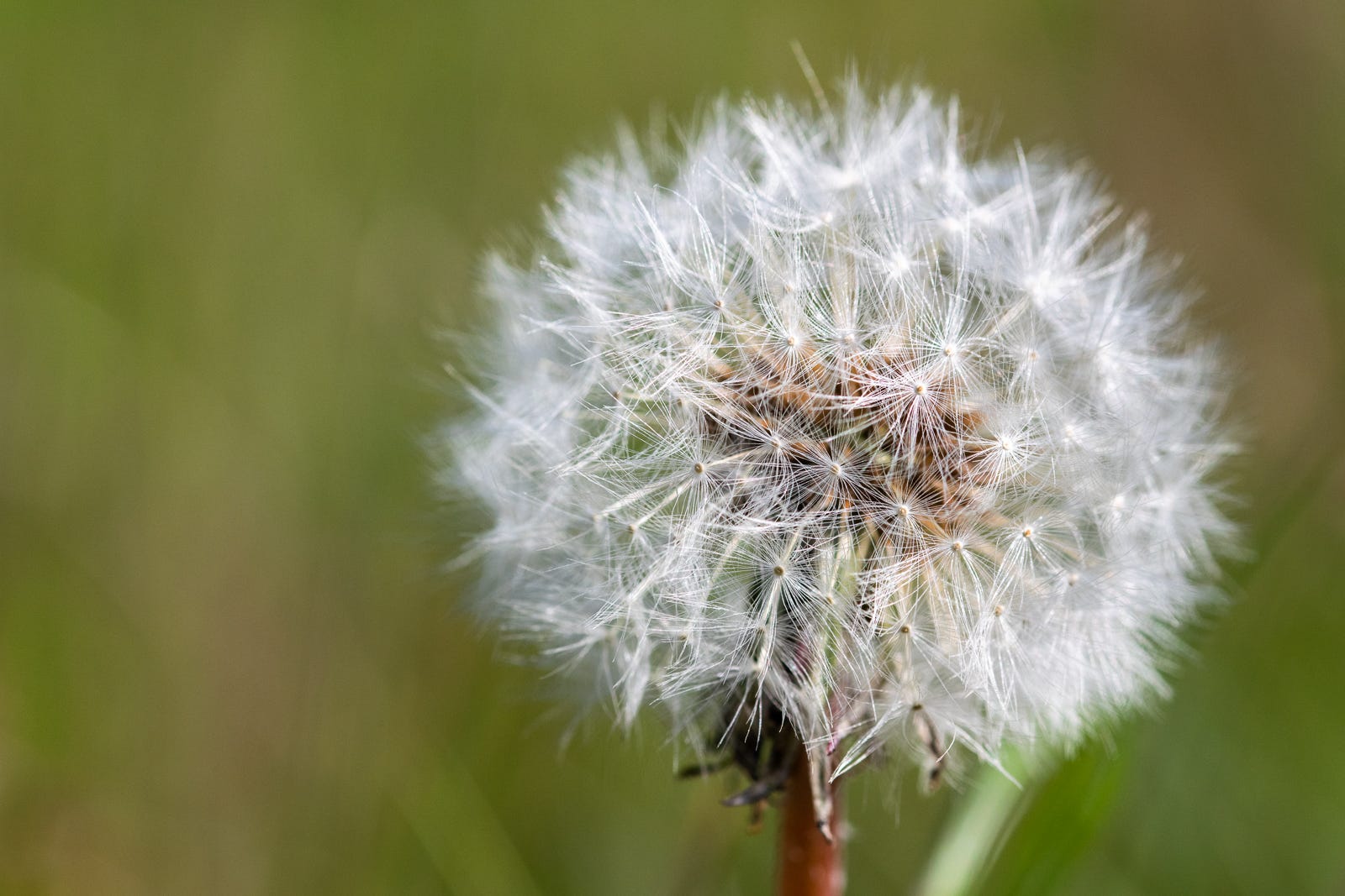 Do You See A Weed Or A Wish A Photographic Tale Of Two By Tessa Palmer Noteworthy The Journal Blog