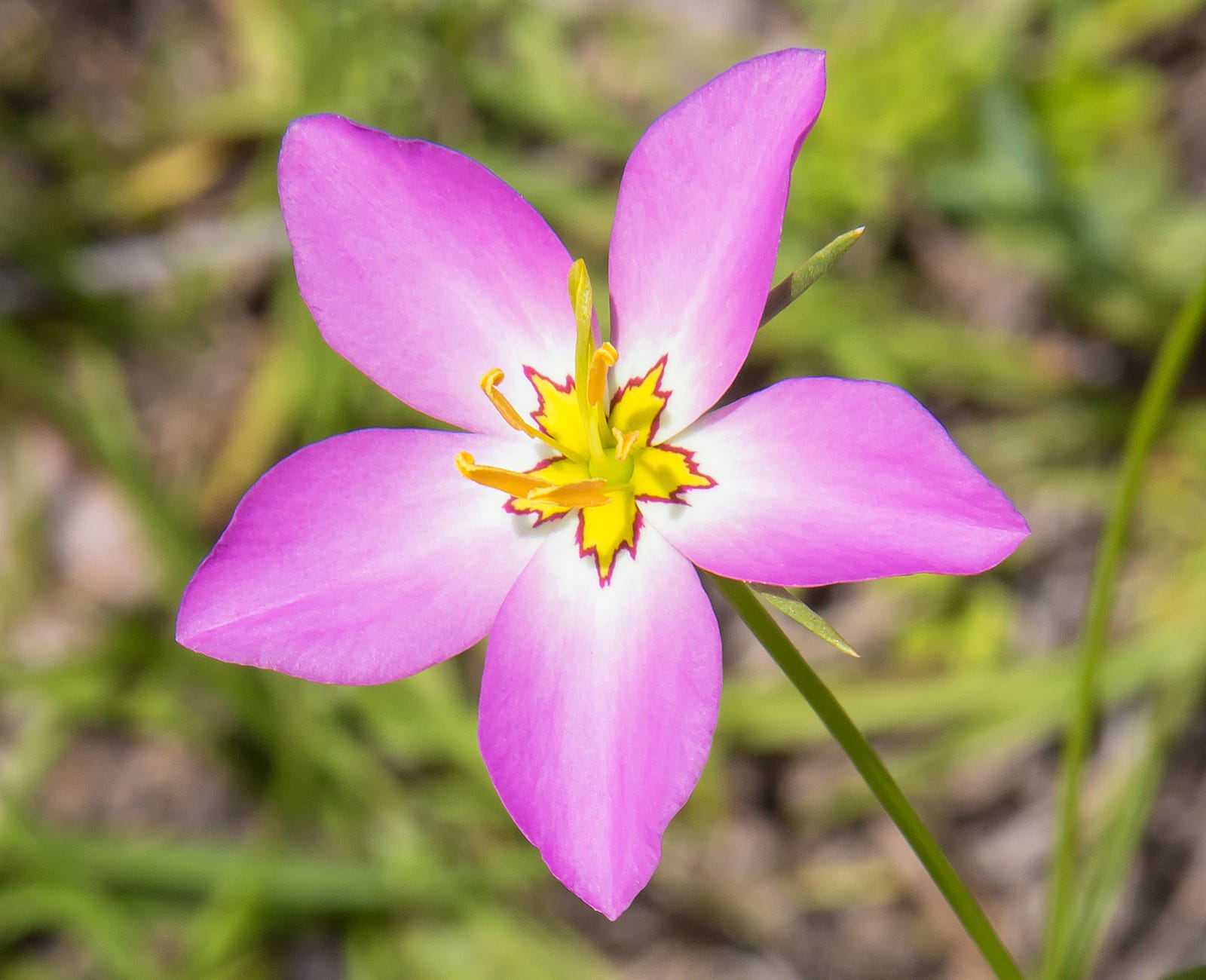 25 of the Most Beautiful Wildflowers in by R. Philip Bouchard