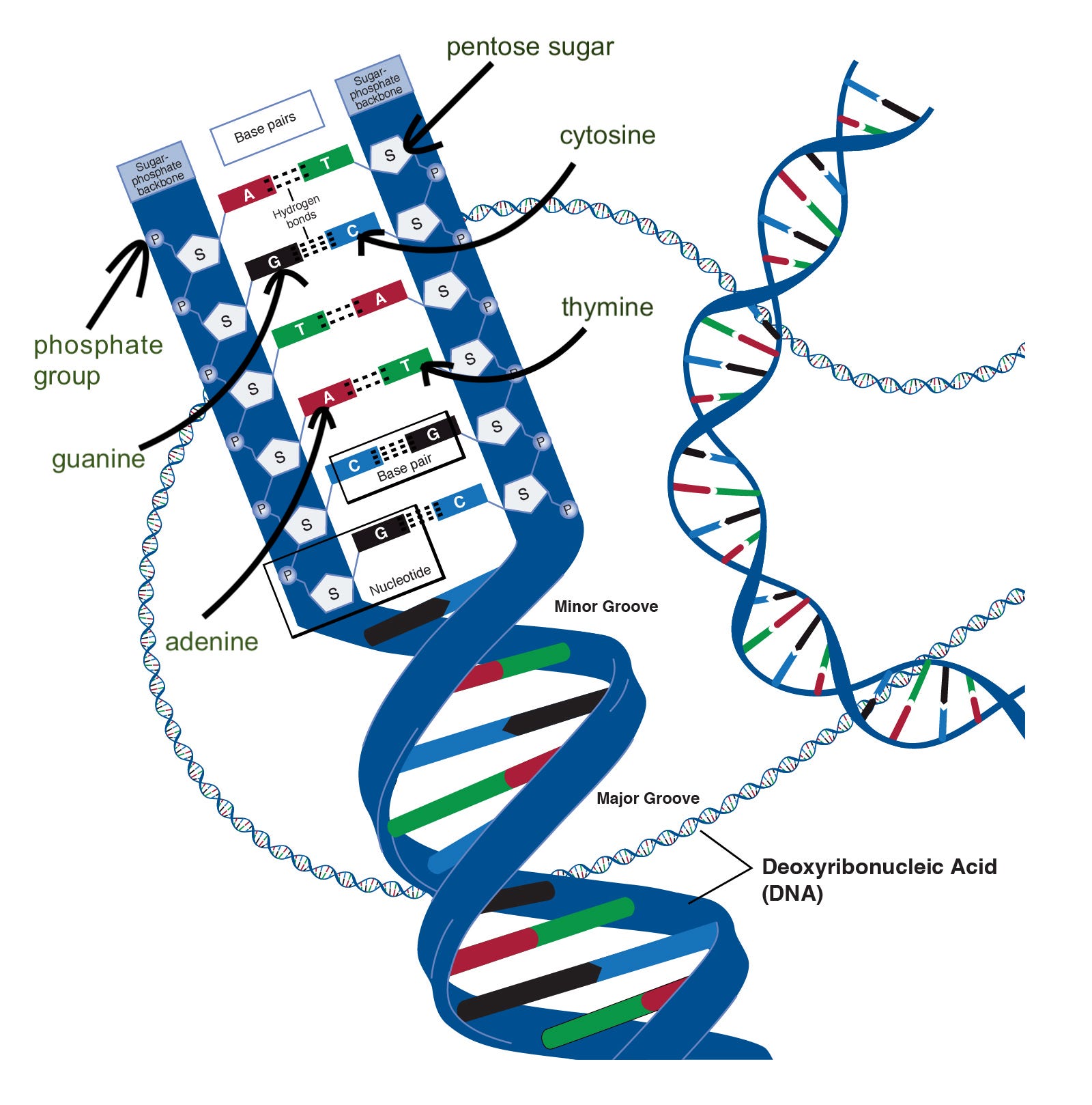 convert text to a dna sequence with