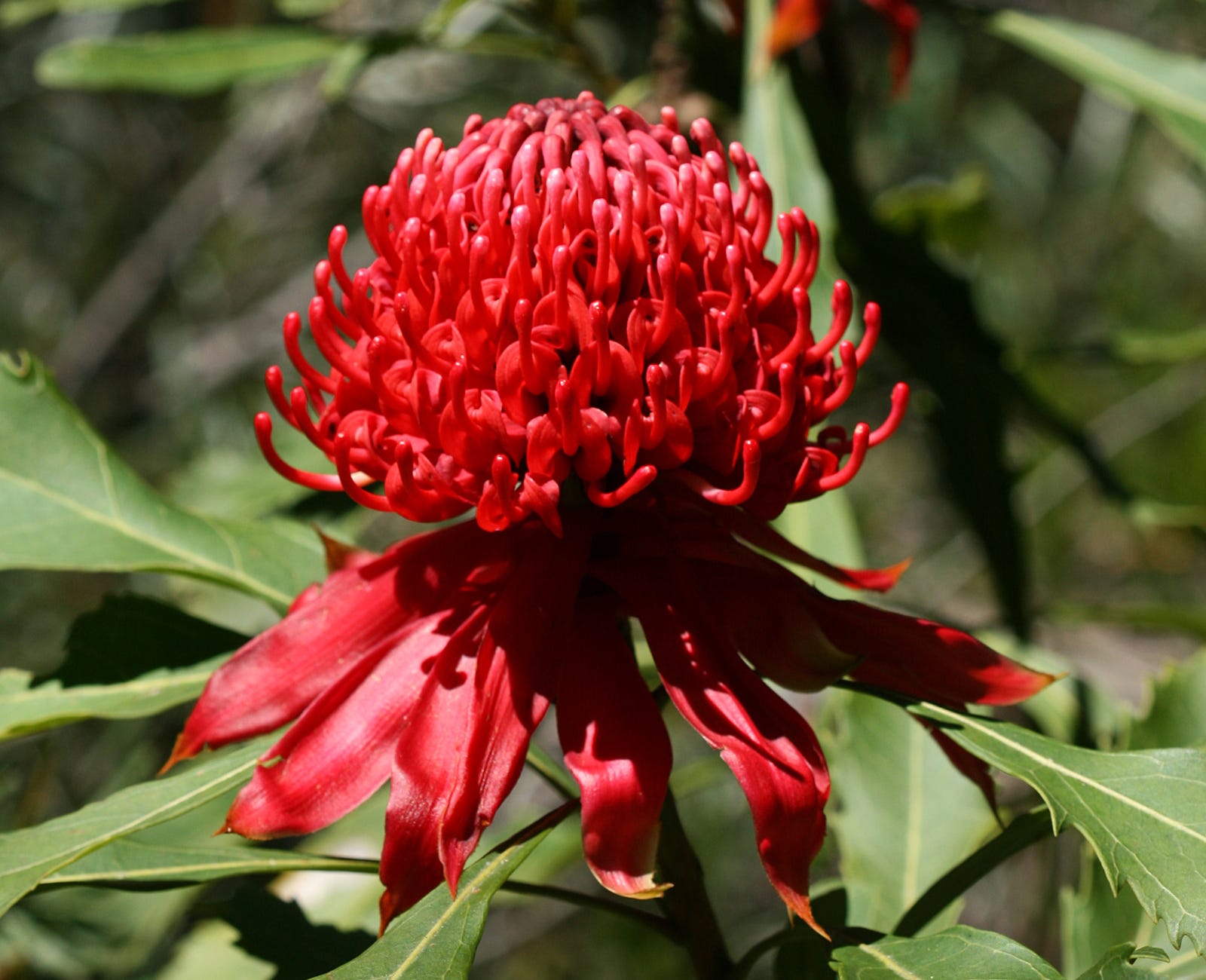 flower travel australia