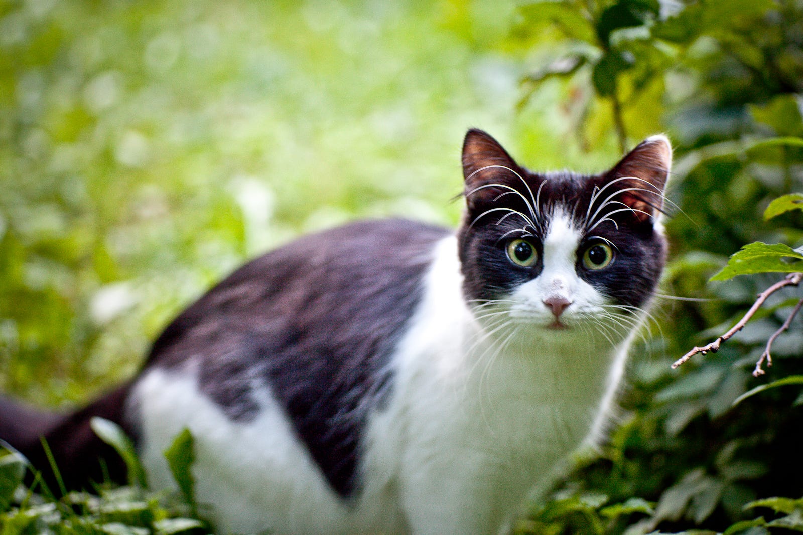 Yes You  Can  Take Your Cat  Outside Too The Bold Italic