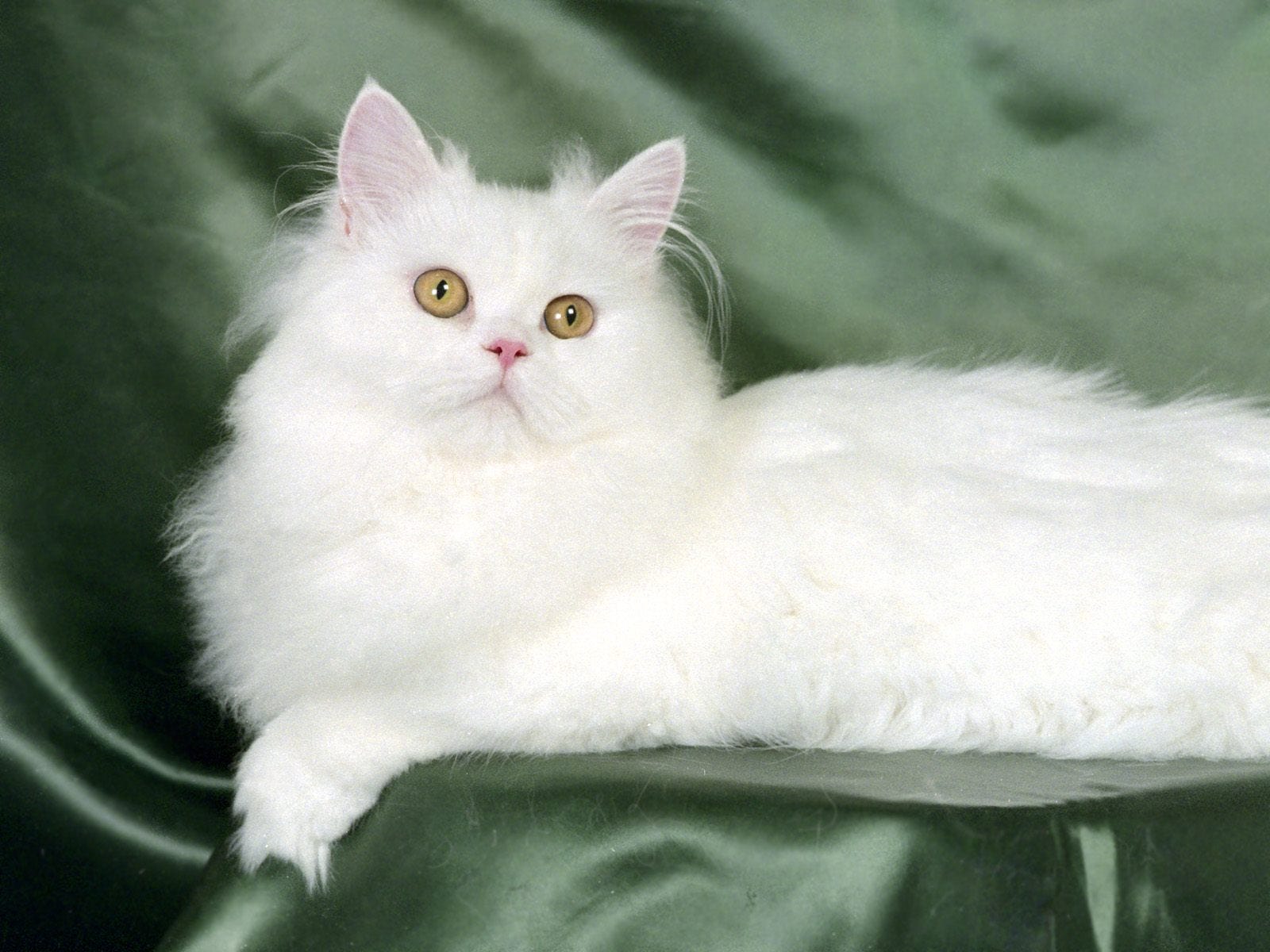 How To Take Care Of Persian Cat At Home By Robina Yaseen Medium
