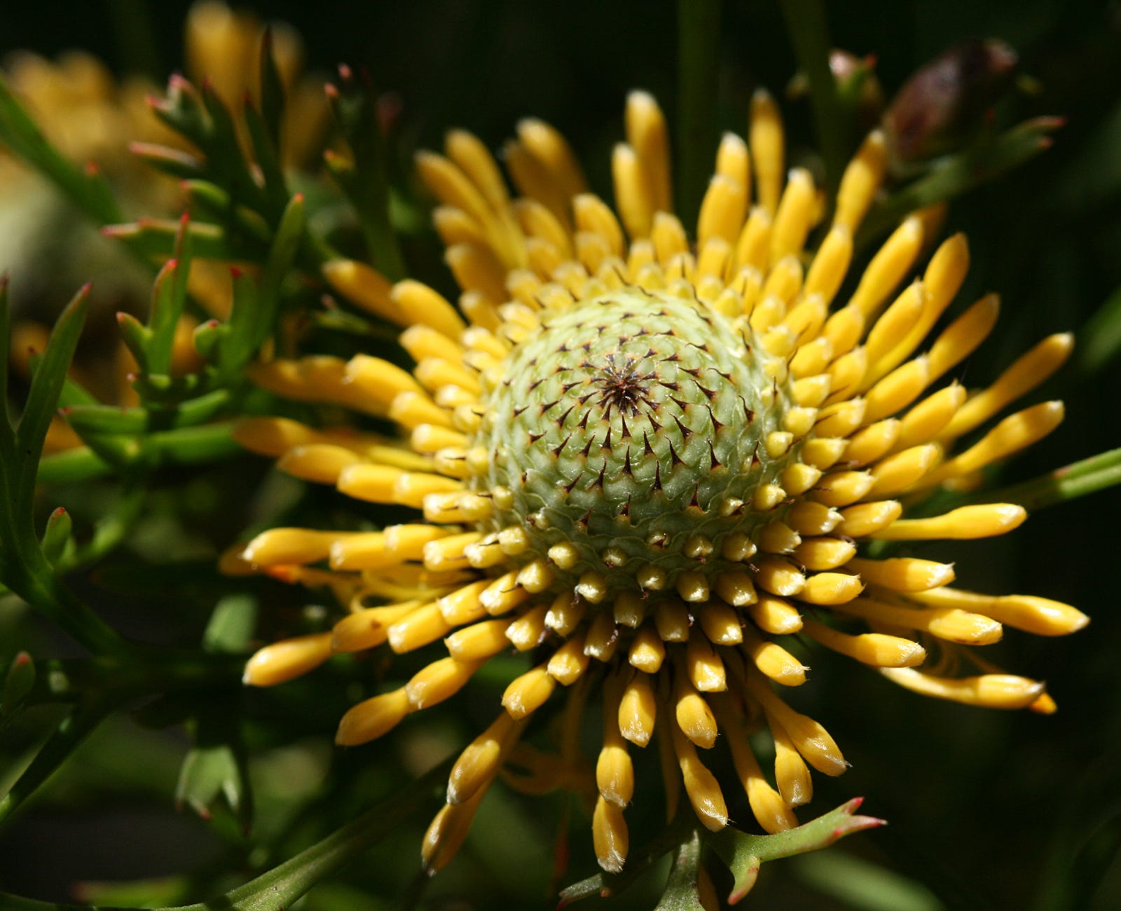 25 Beautiful Australian Wildflowers | by R. Philip Bouchard | The