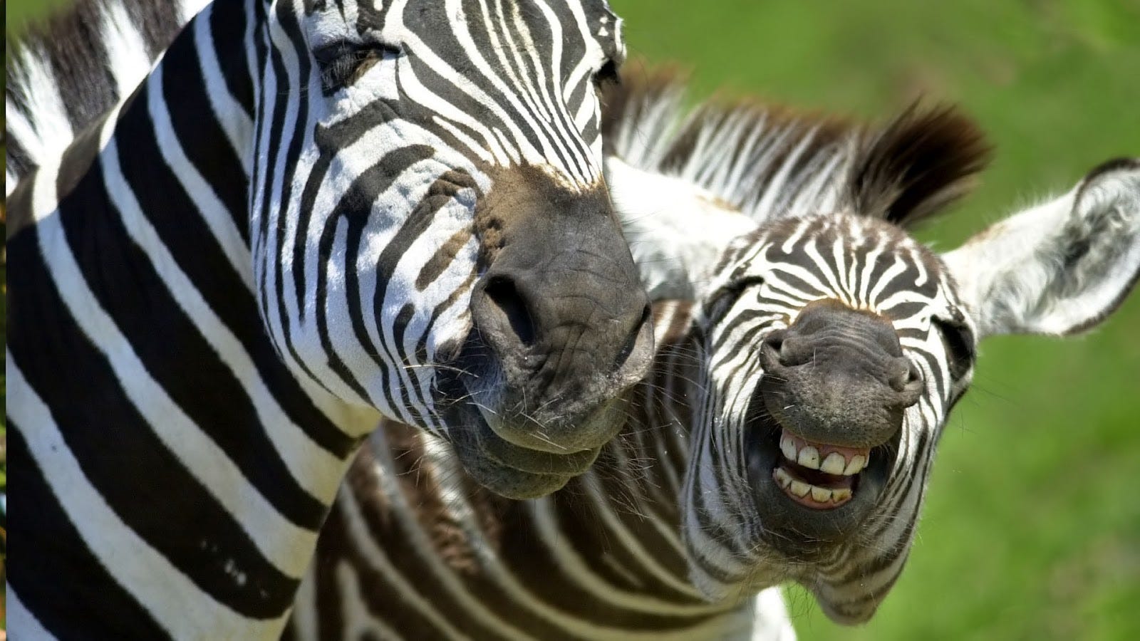 Making Friends With Zebras Run Hop Rants Medium
