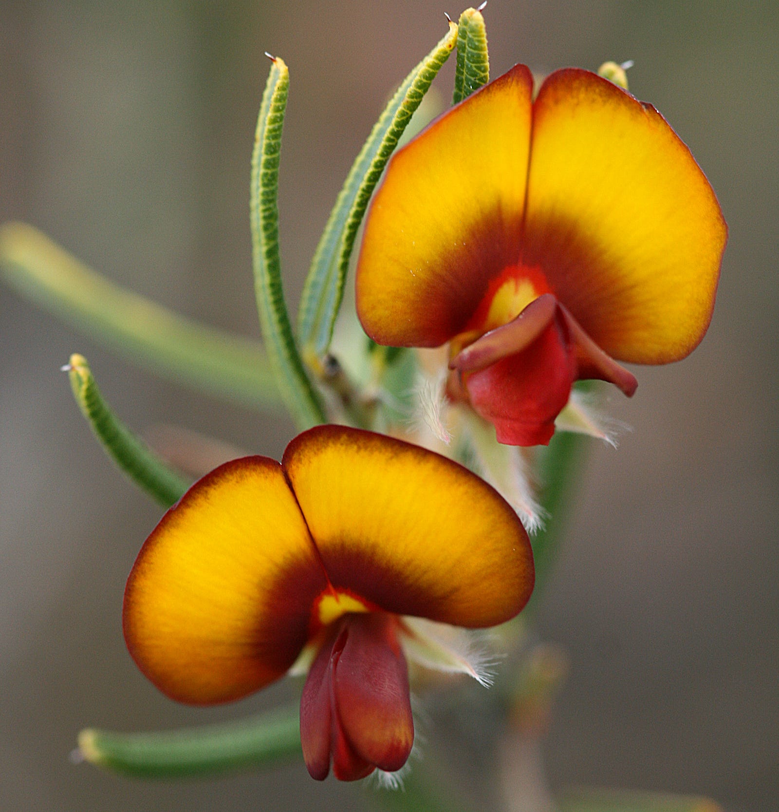 25 Beautiful Australian Wildflowers by R. Philip Bouchard The