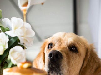 maple syrup dog treats
