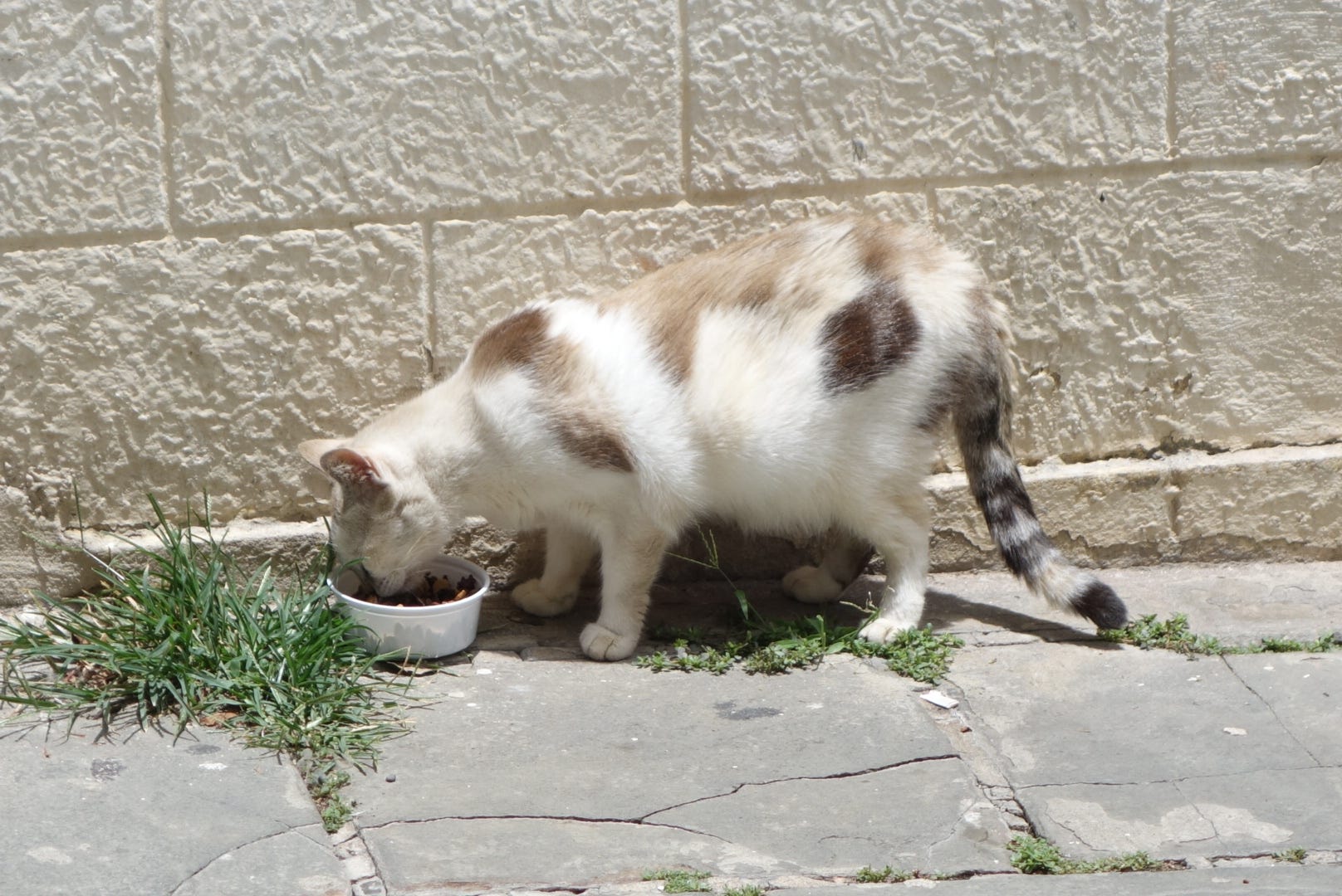 save a gato cat sanctuary