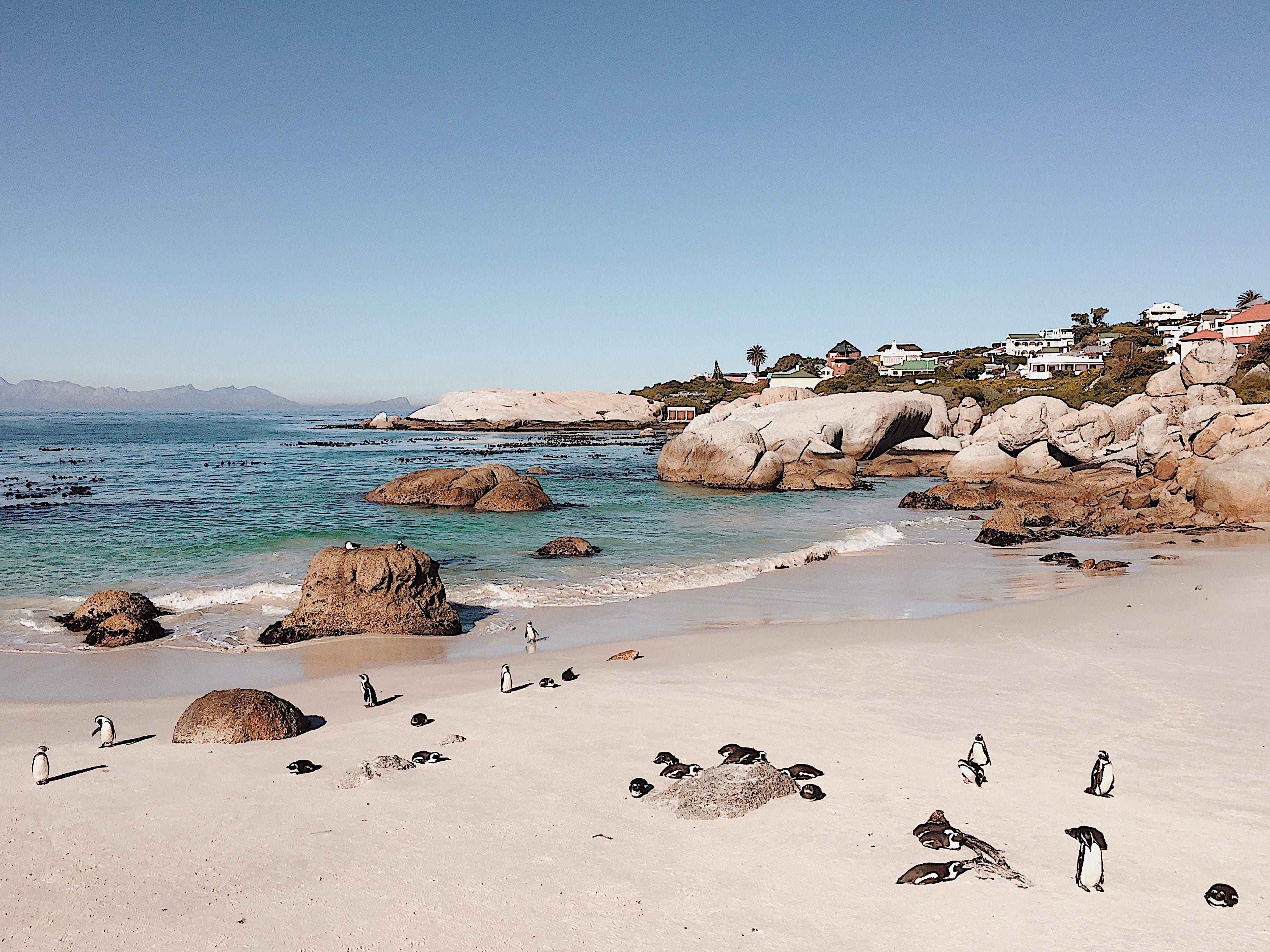 South Africa travel itinerary Boulder’s Beach Cape Town Travel guide