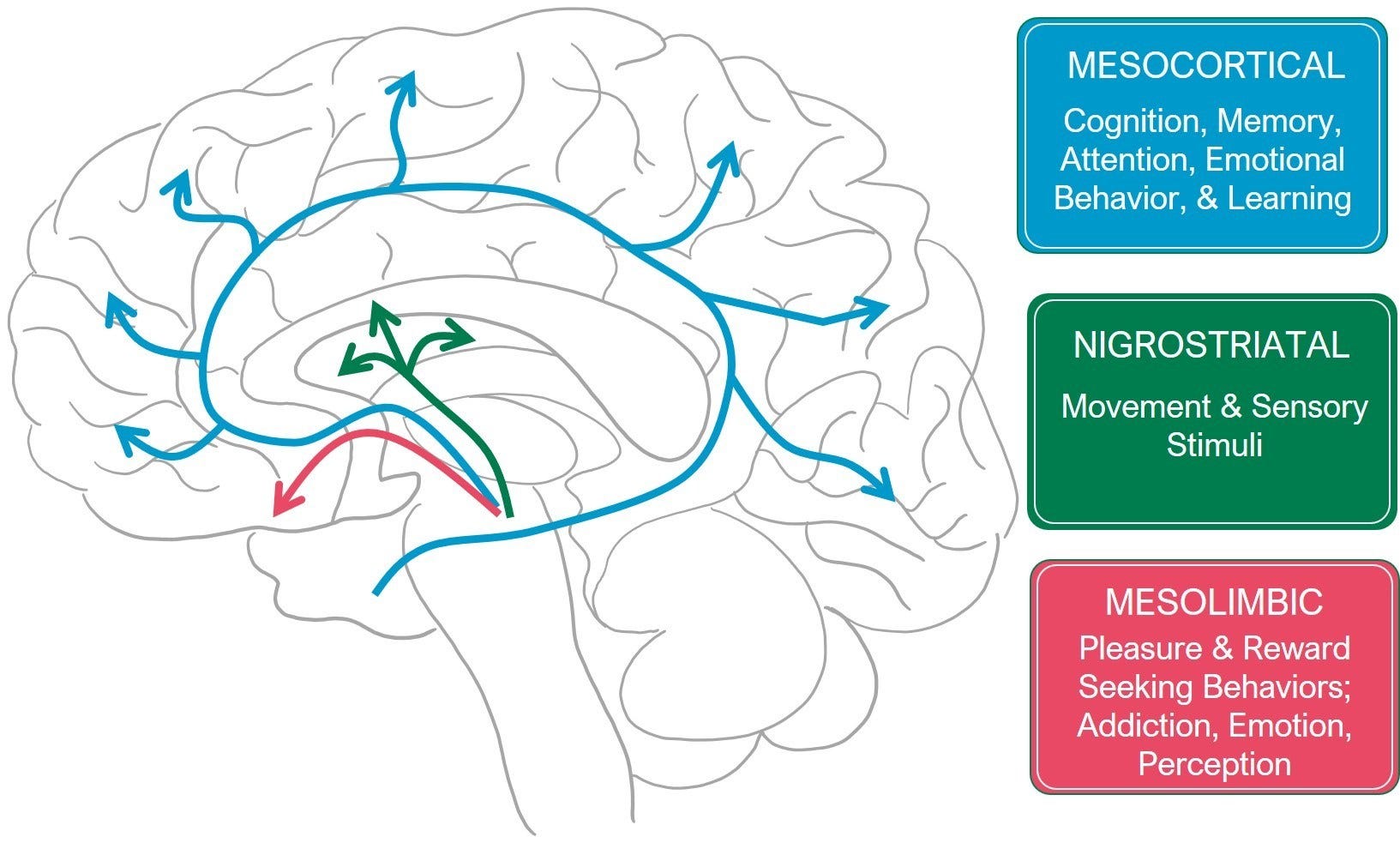 Dopamine Feedback Circuit Diagram