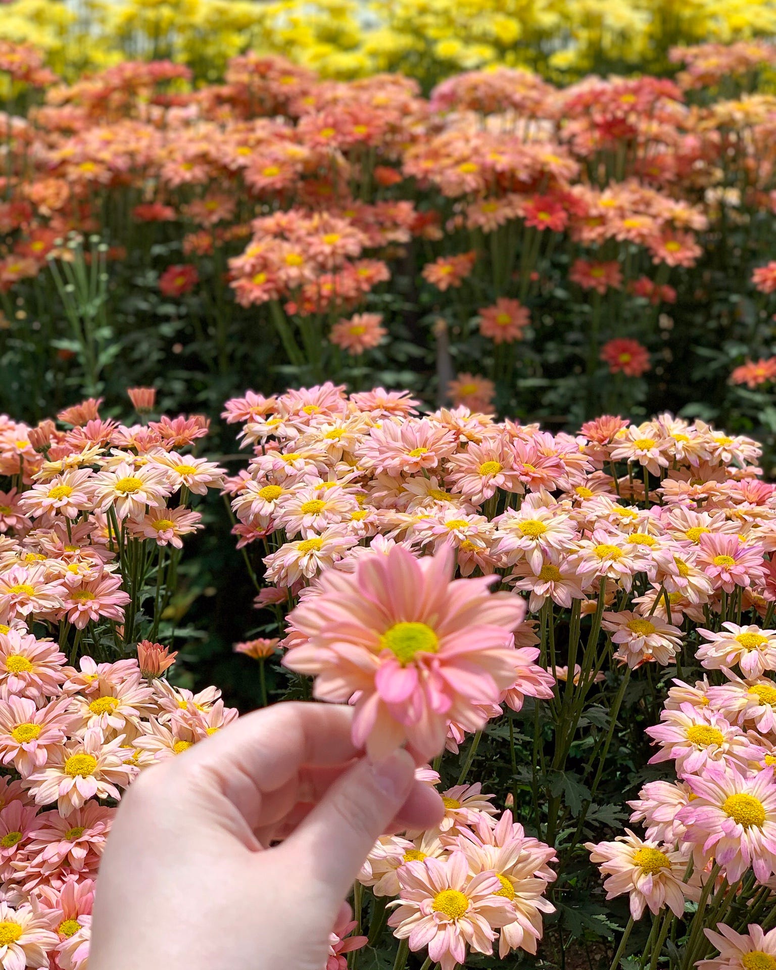 Como Focar Em Uma Se Tem Tantas Outras Flores No Jardim By Leticia Nassinger Medium