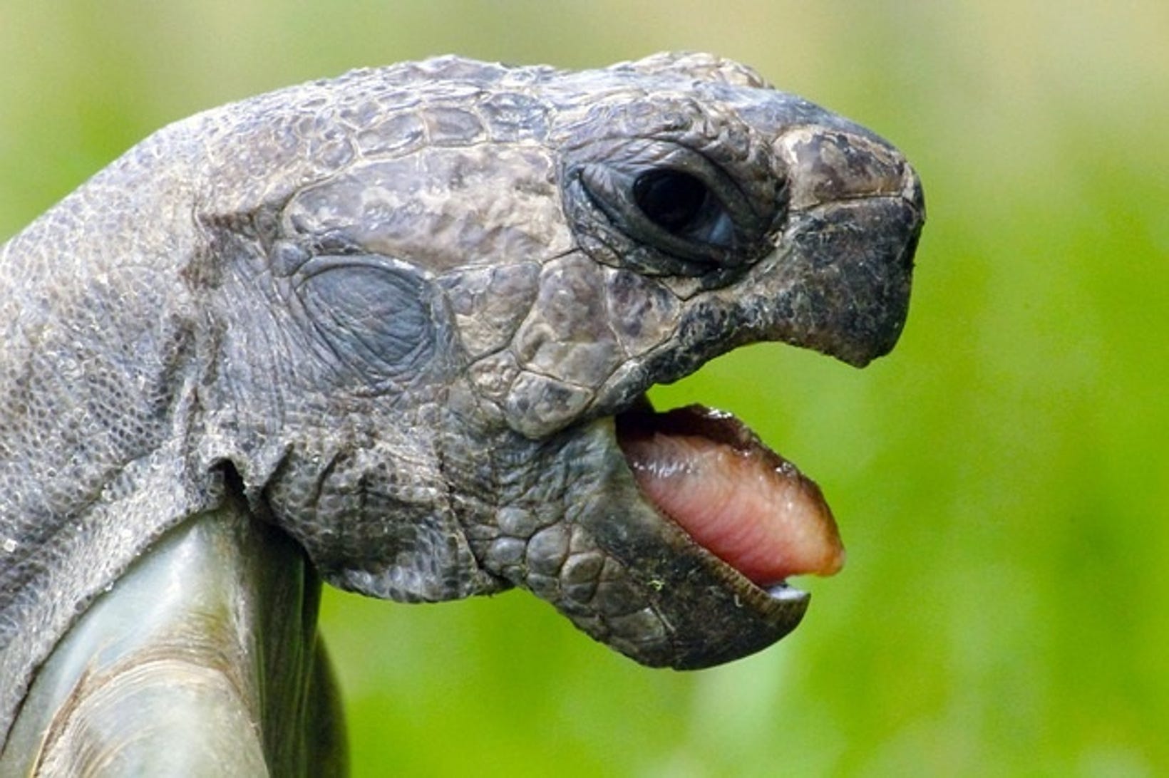 Out Of The Shell 2 At Turtle Turtlecoin Medium - 