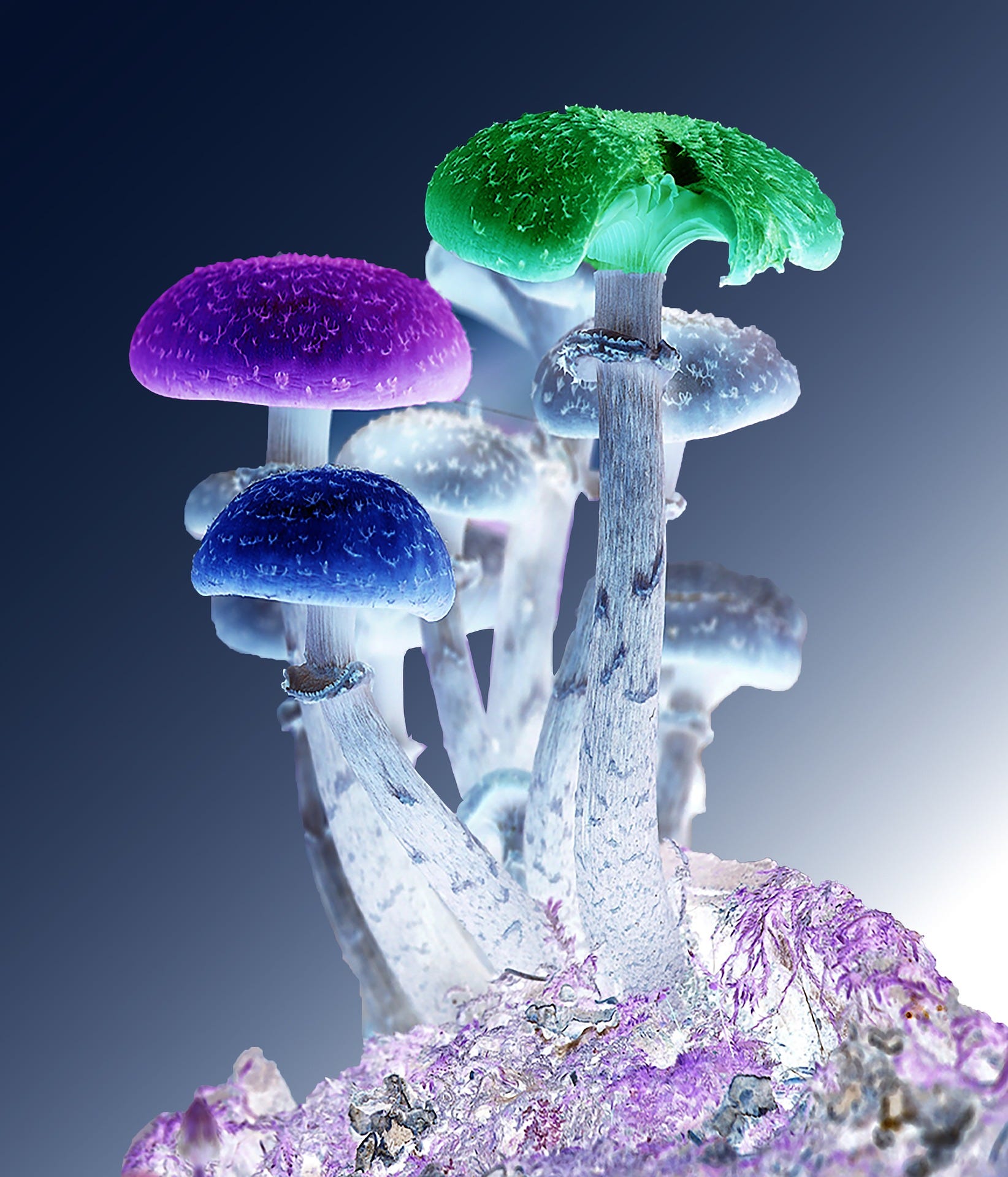 Psychedelic Mushrooms: An Alternative Therapy for Relieving Anxiety and ...
