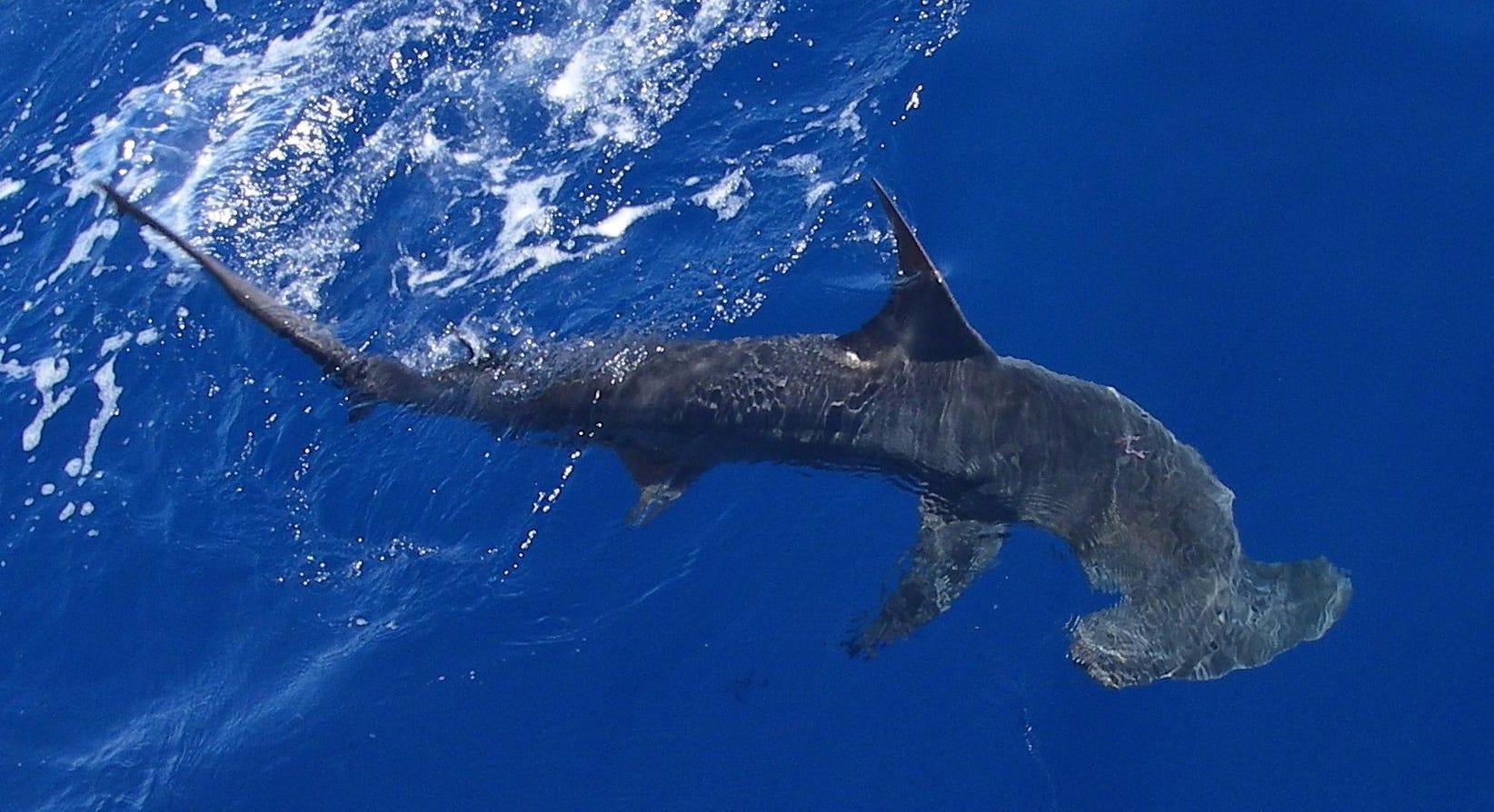 hammerhead shark in water