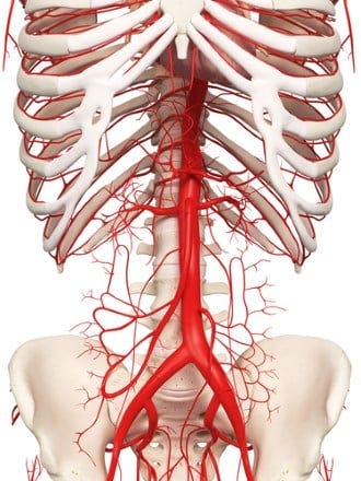 Osteopatia In Ambito Vascolare Il Modello Fluidico Della Pelvi By Dott Francesco Barbato D O Medium