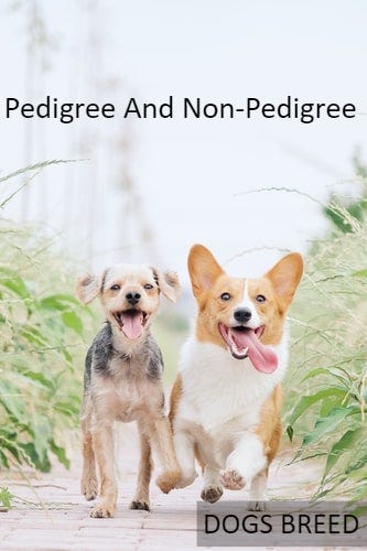 non pedigree dog