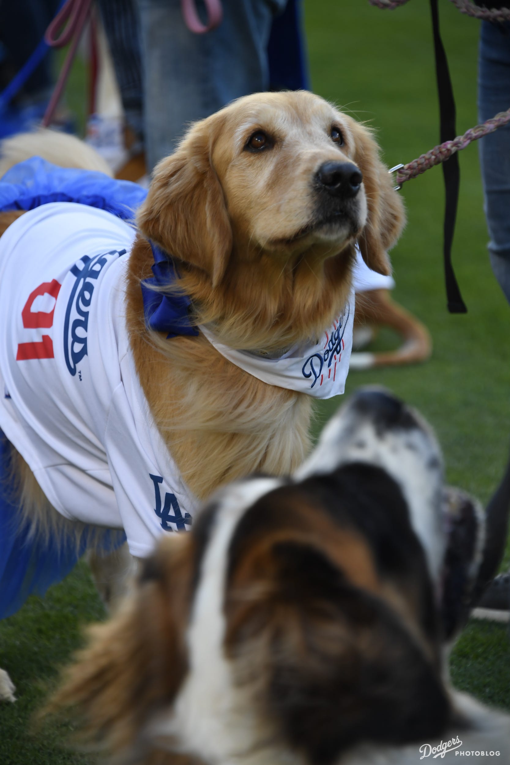 Photoblog Dodgers host Pups at the Park by Sue Jo Dodger Insider