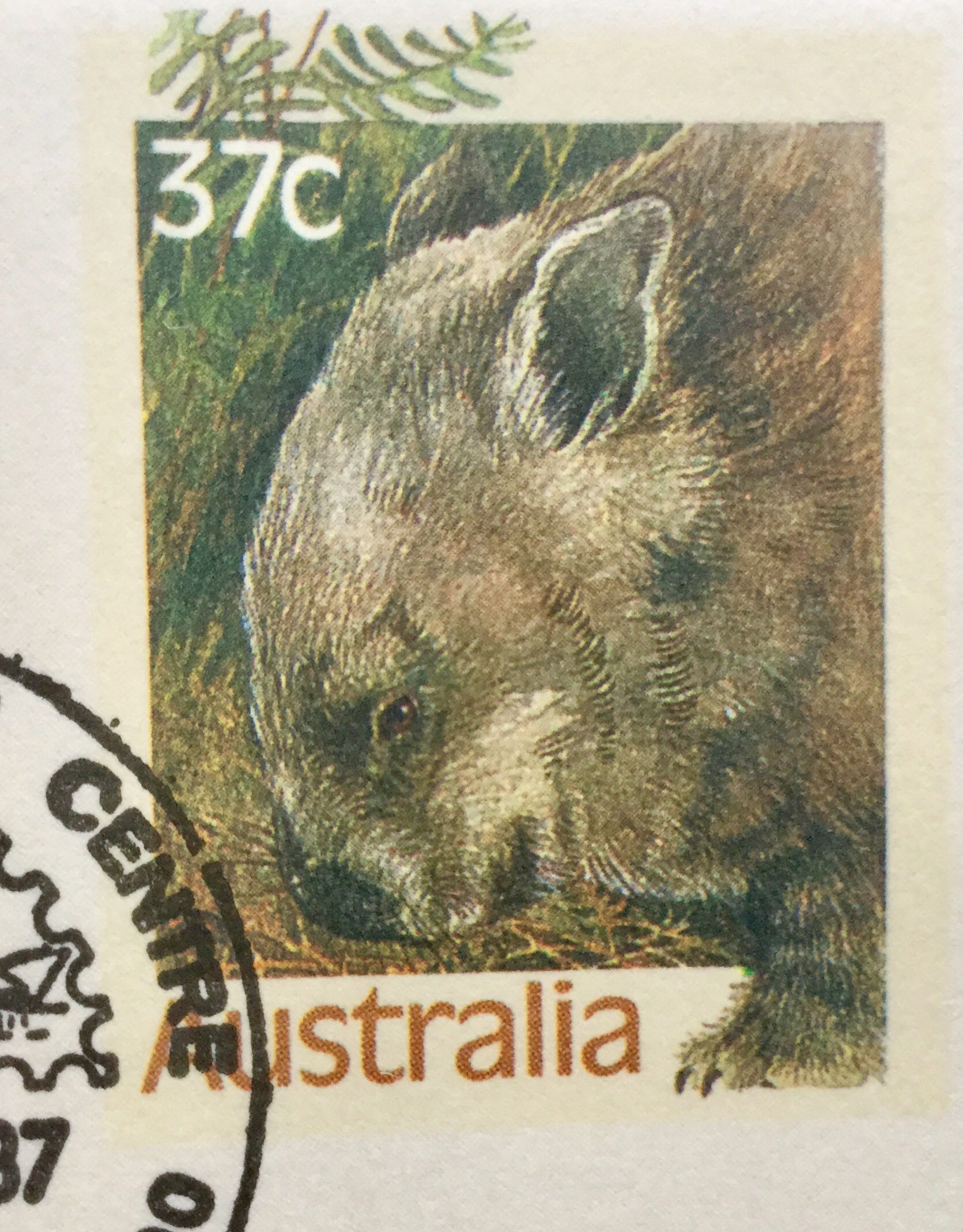 The Amazing Wombat And Other Stories Mark J Attard Medium - 