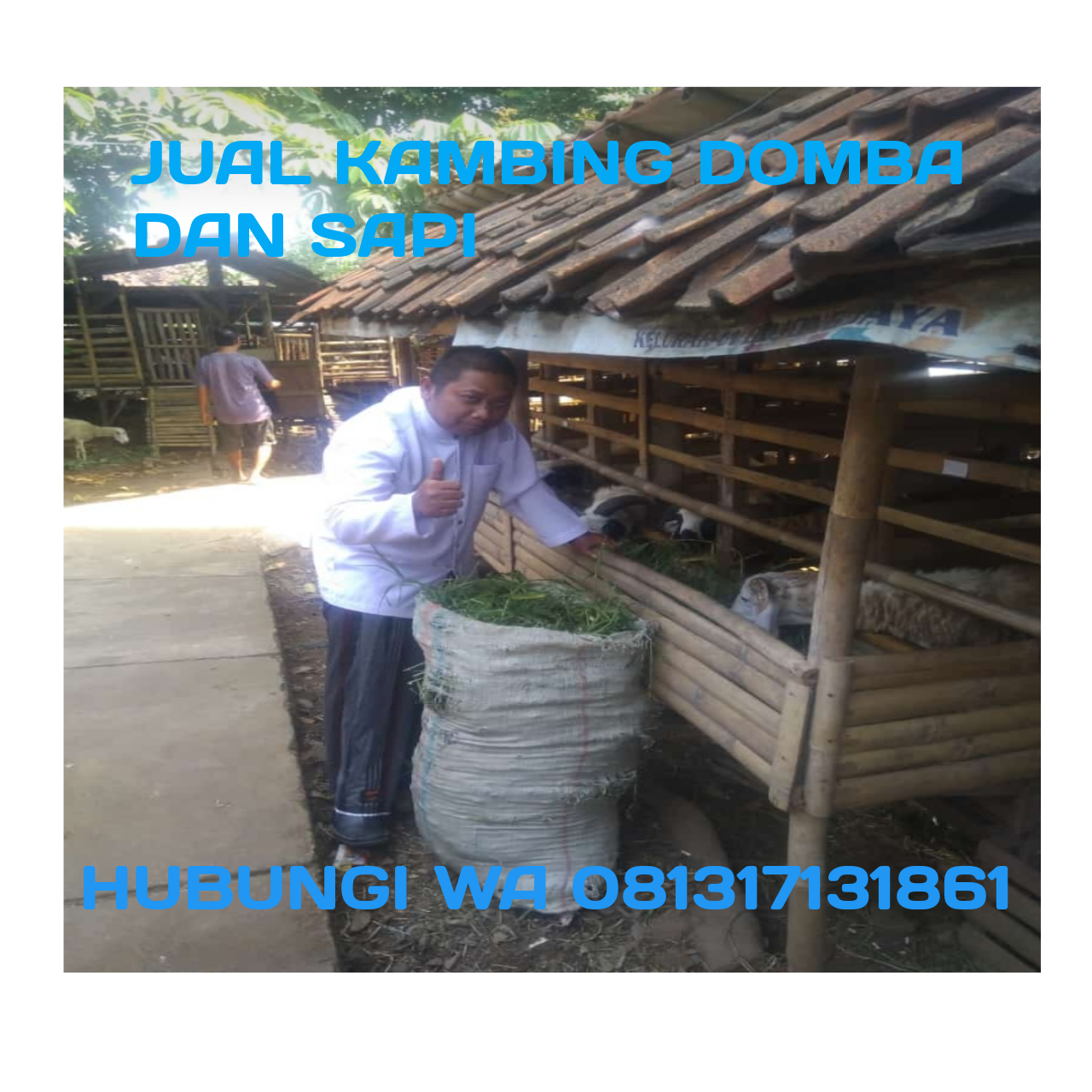 Jual Hewan Qurban Dan Aqiqah Terbaik Di Bitung Tangerang Hubungi