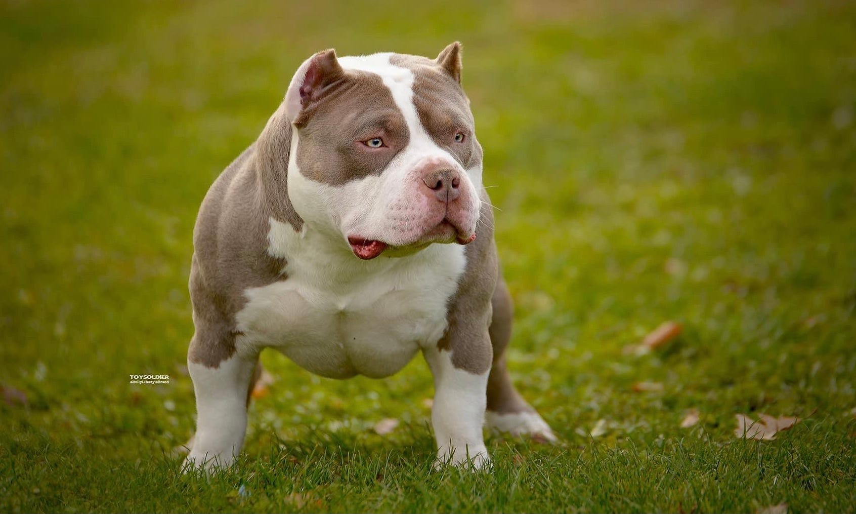 HOW MUCH DOES AN AMERICAN BULLY COST 2022 HOW MUCH DOES AN AMERICAN BULLY COST 2022