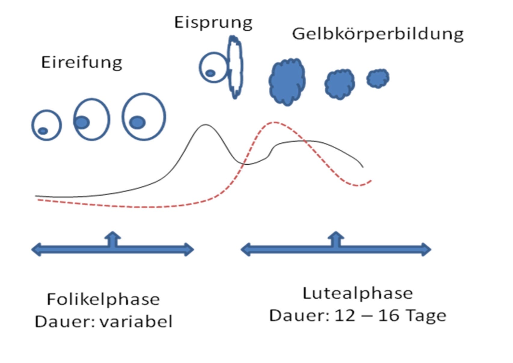 Menstruation Und Ausdauer Zyklusgesteuertes Training Als