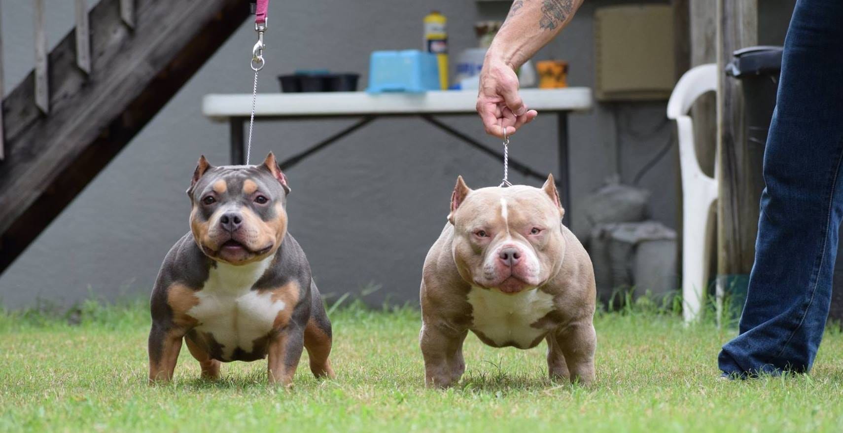 THE BEST POCKET AMERICAN BULLY KENNELS 