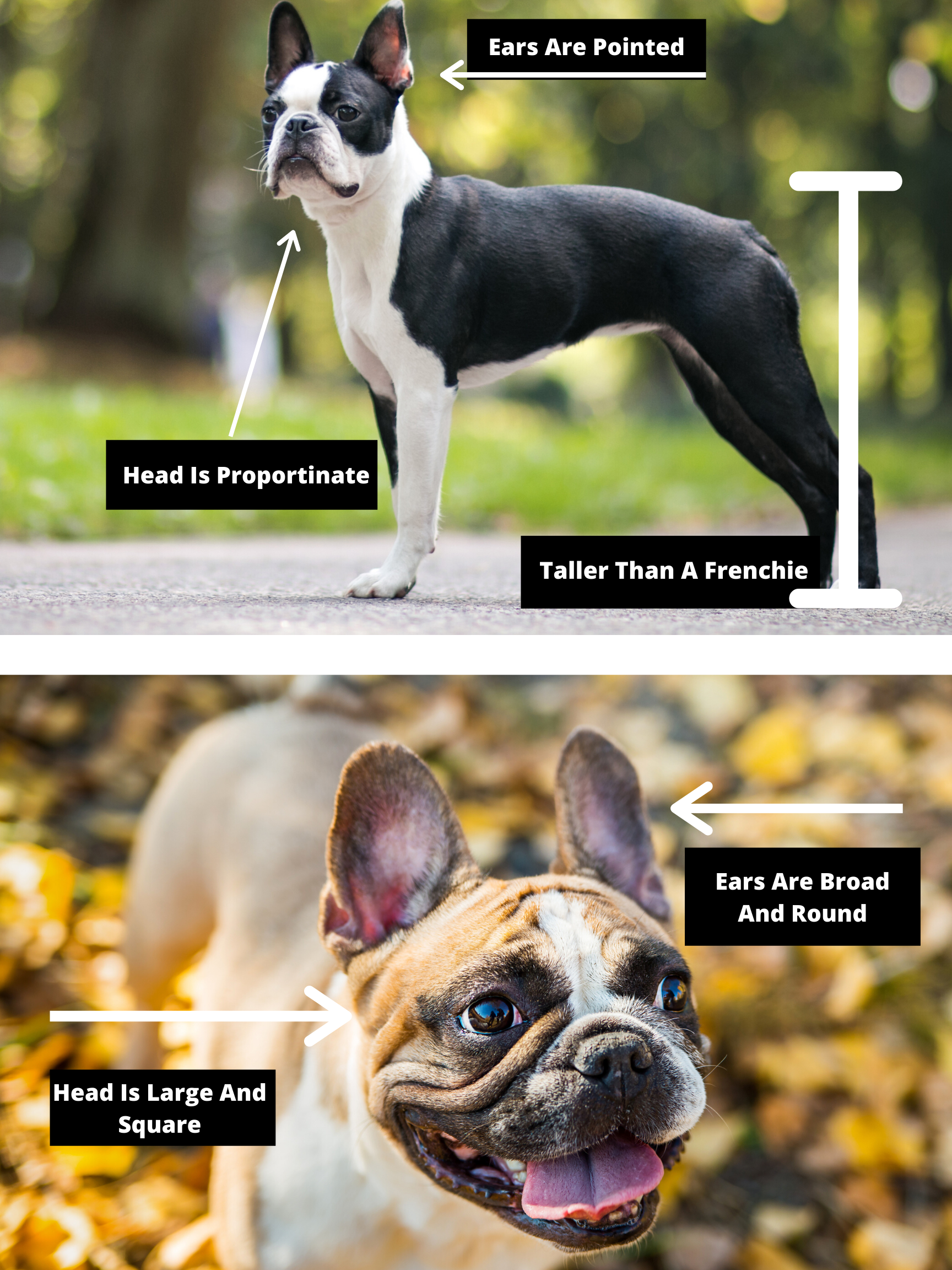 french bulldog boston terrier difference