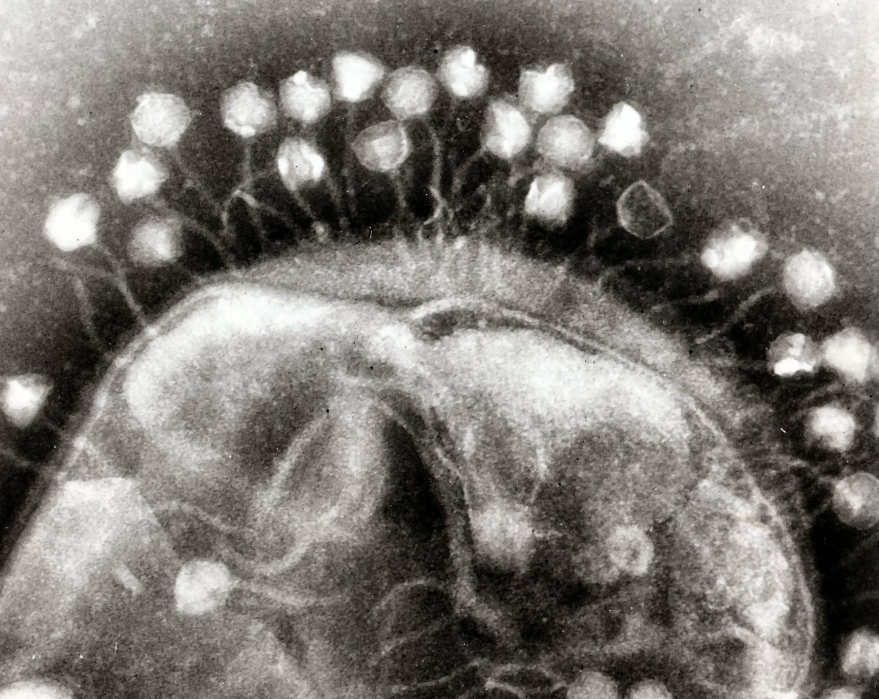 Bacteriophage enzymes a new realm of antibiotics by Scientific