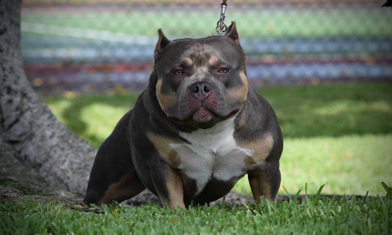 pocket bully dogs for sale