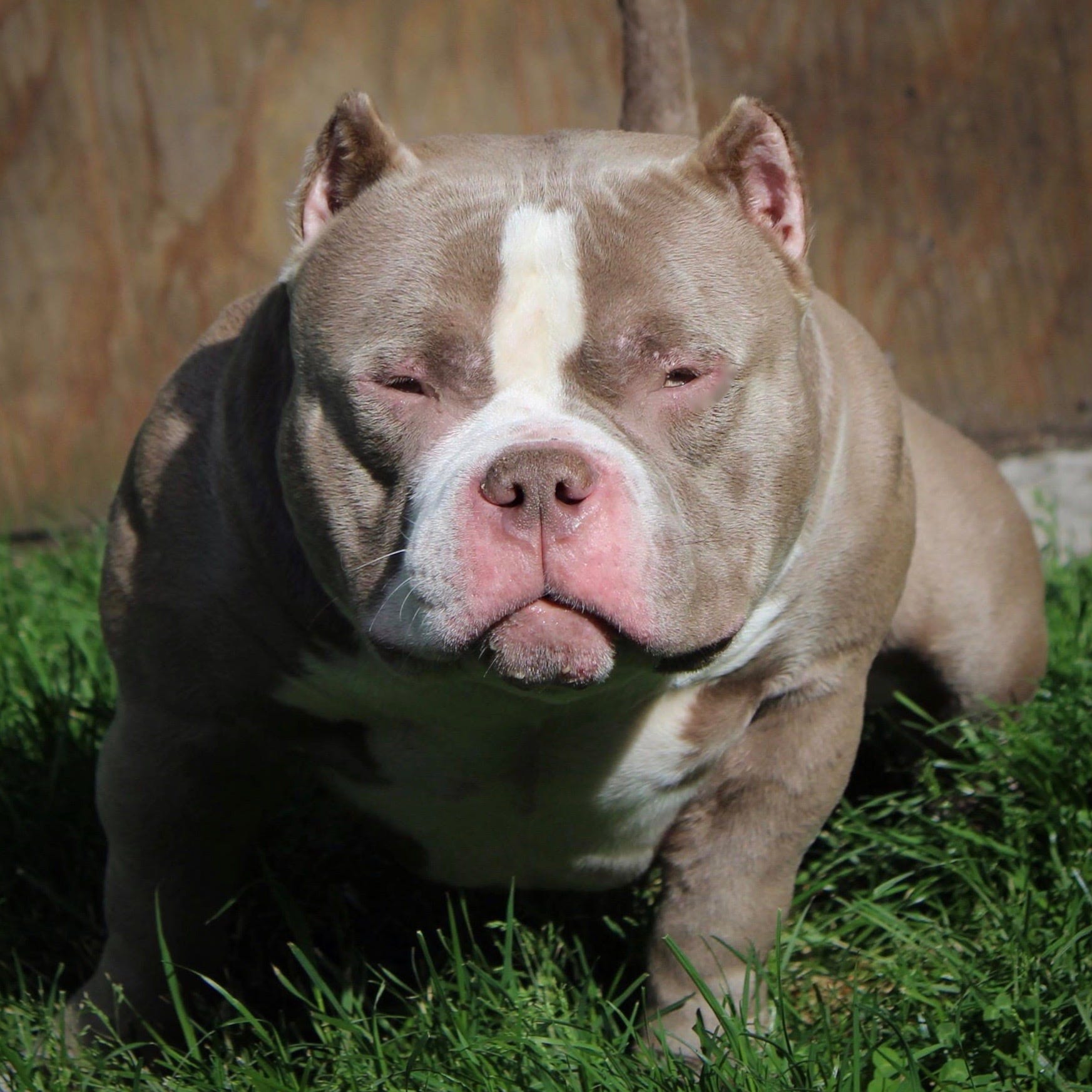 EXTREME POCKET BULLY STUD VENOMLINE’S RAMPAGE | by VENOMLINE POCKET ...