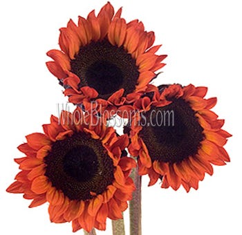Get Bulk Sunflowers Wholesale For A Rustic Wedding