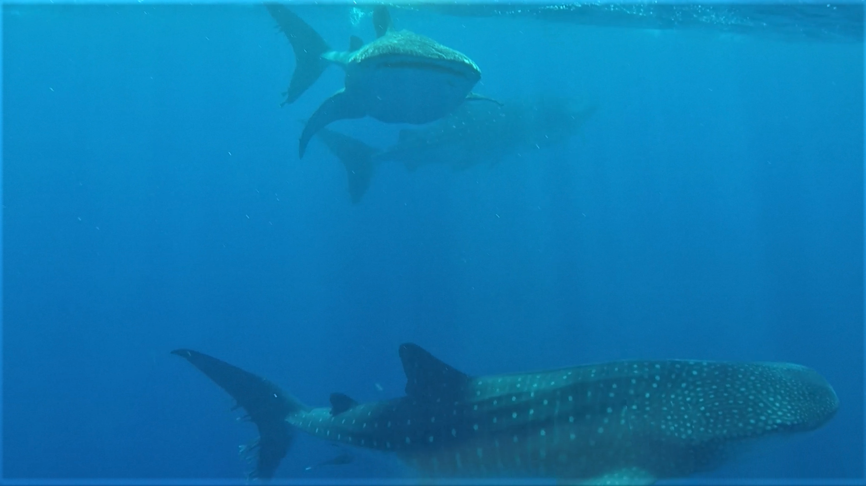 I Sailed Twenty Thousand Miles To Swim With Whale Sharks