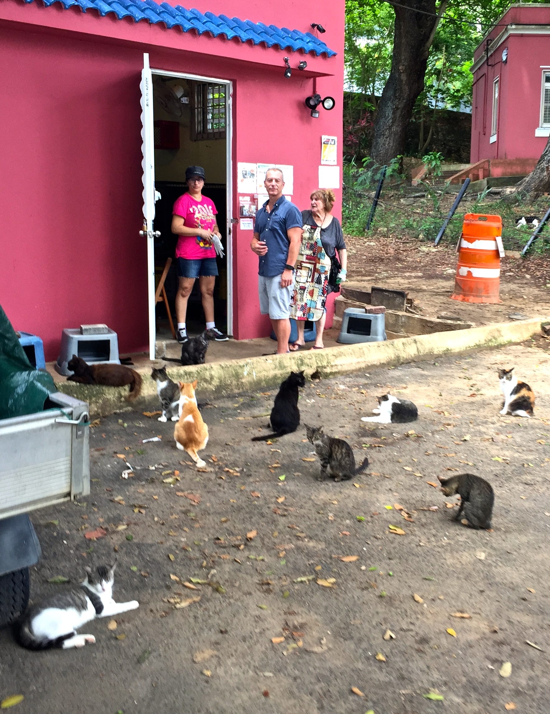 save a gato cat sanctuary