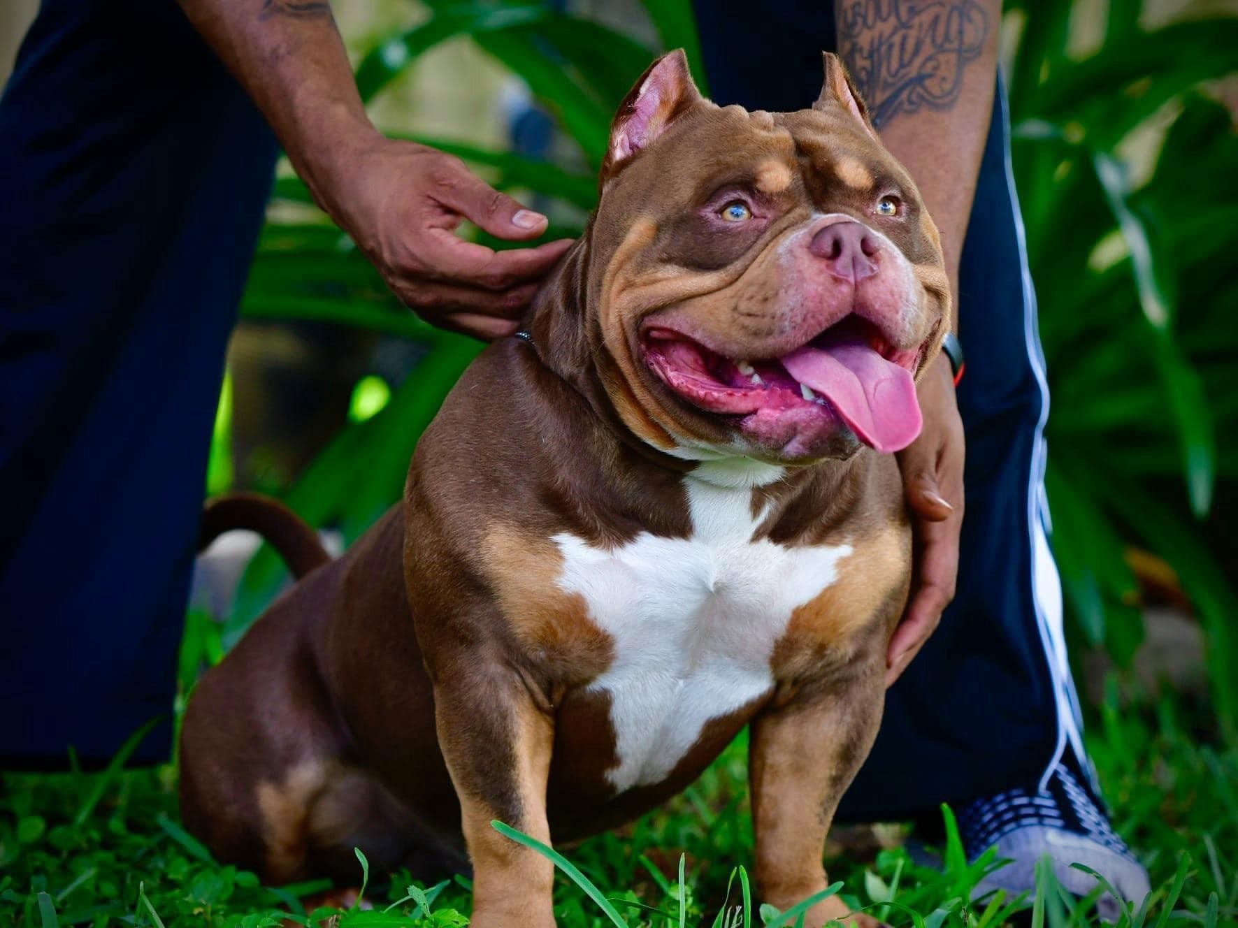 Chocolate & Lilac Pocket Bully Pups From The #1 Bloodline — Venomline in  2023