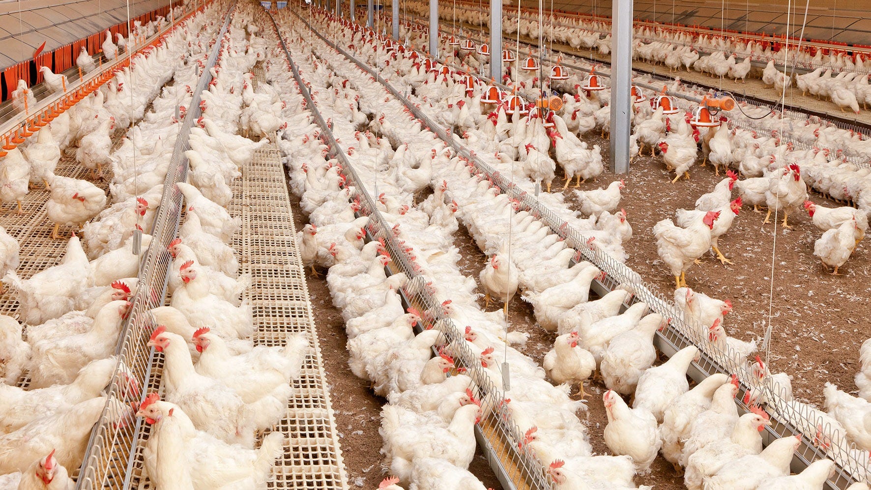 Berikut Cara Merawat Kandang  Ayam  Hasilkan Telur 