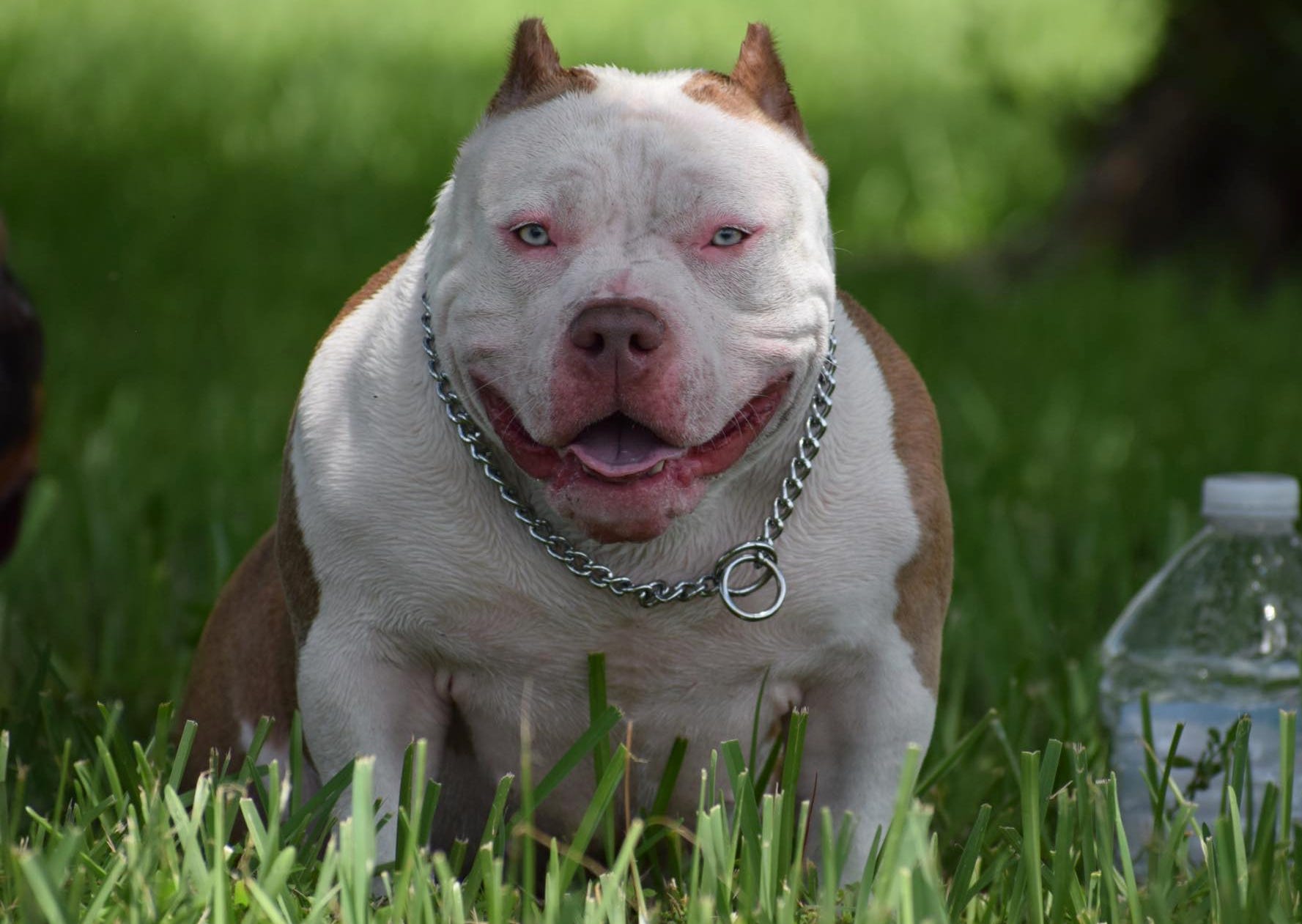 TOP POCKET AMERICAN BULLY BREEDERS by BULLY KING Magazine BULLY