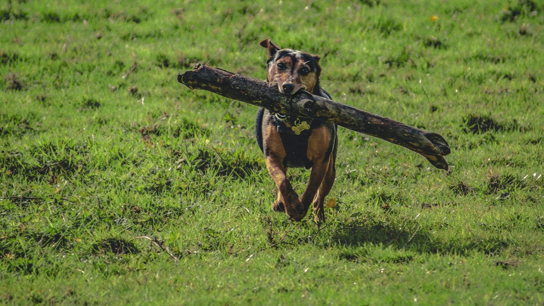 Fetch Fetch
