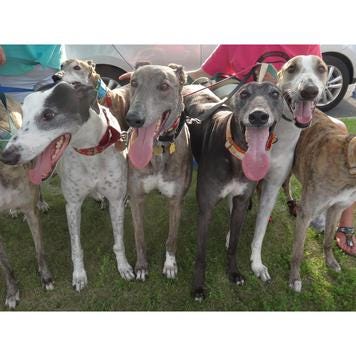 northern lights dog rescue