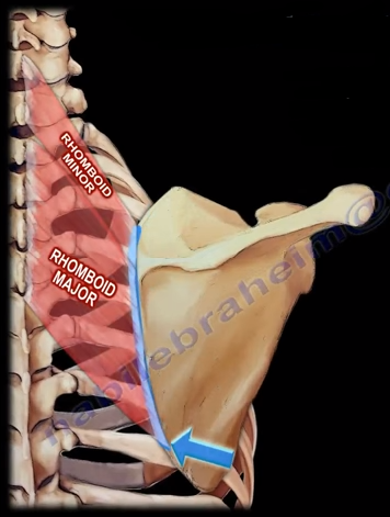 The Dorsal Scapular Nerve The Dorsal Scapular Nerve Arises From By Nabil Ebraheim Medium