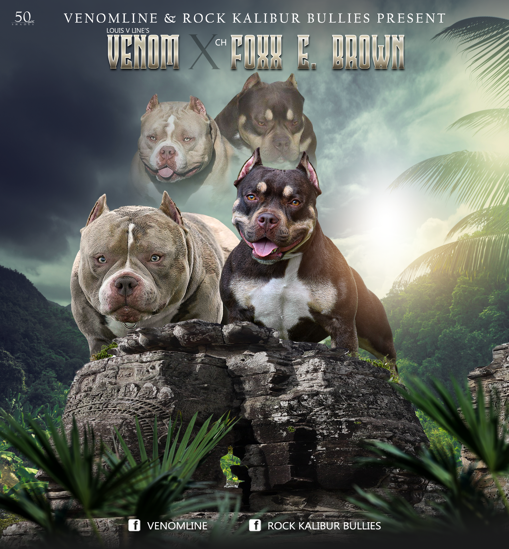 AMERICAN BULLY BLOODLINEVENOMLINE by VENOMLINE POCKET BULLY’S
