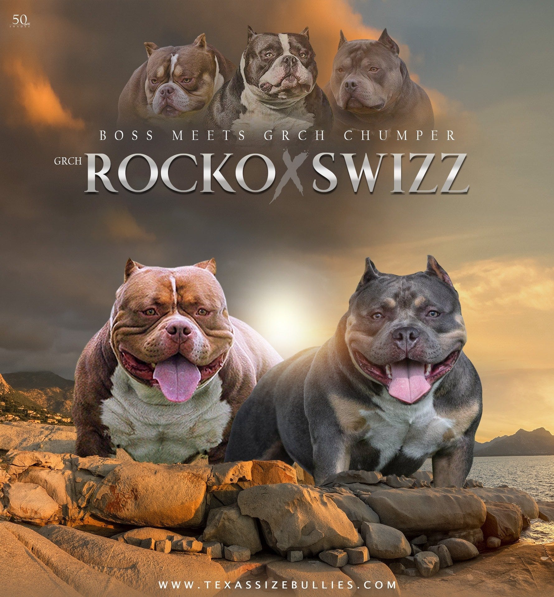 33 Droll American Bully Kennel Philippines Image HD Bleumoonproductions