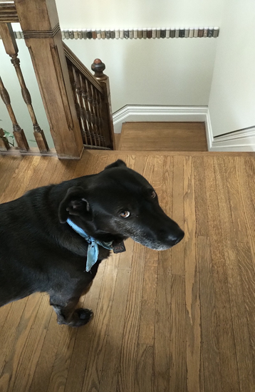 Finding Riley. Our discovery happened in Stanstead… | by Michael ...